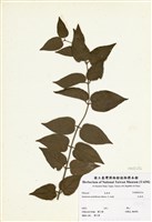 藏品(毛茉莉)的圖片